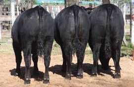 www.angus.org.ar pag. 31 LOTE RESERVADO CAMPEON TERNERA INTERMEDIA lote: 191 Rubeta S.A. TERCER MEJOR LOTE DE TERNERA INTERMEDIA lote: 192 Salvini e Hijos S.R.L. LOTE RP PREMIO FECHA EXPOSITOR PADRE MADRE ABUELO MATERNO Ternera Mayor - 14a.