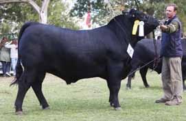 www.angus.org.ar pag. 9 CAMPEON JUNIOR rp: 976 lote: 138 José C.V. Mammoliti S.A. RESERVADO CAMPEON JUNIOR rp: 2428 lote: 145 Salvini e Hijos S.R.L. TERCER MEJOR JUNIOR rp: 451 lote: 140 Anquor S.A. LOTE RP PREMIO FECHA EXPOSITOR PADRE MADRE ABUELO MATERNO Vaquillona Menor - 12a.