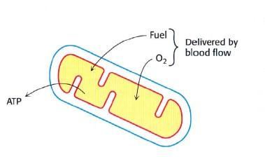 Cadena respiratoria y fosforilación oxidativa Combustible O 2 Proporcionados por la circulación sanguínea Flujo de electrones desde el NADH y FADH 2 al oxígeno.
