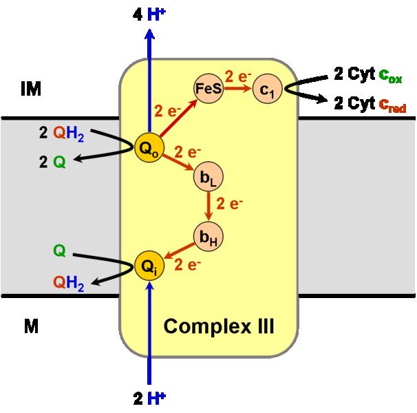 Los electrones fluyen desde el ubiquinol (QH 2 ) al citocromo c a través de la Q-citocromo c oxidoreductasa (complejo III) El ciclo Q que ocurre en el