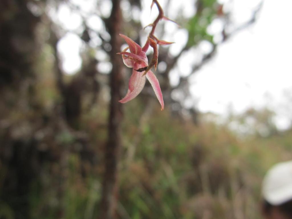 Epidendrum sp. Foto. Leoncio Luna Todo indica a que es una nueva especie.