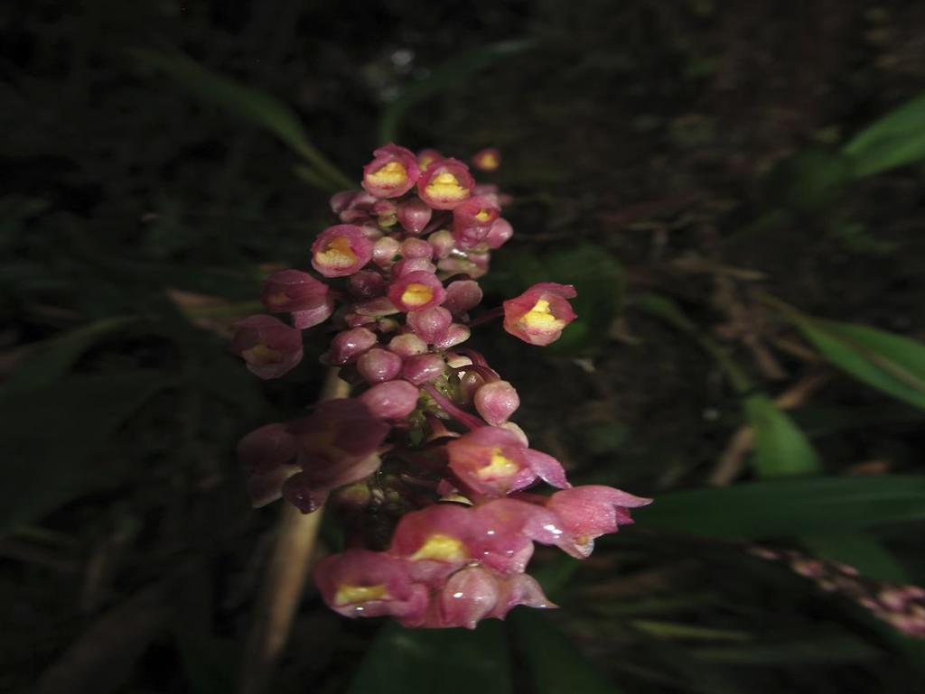 17 Orquídea Cyrtochilum rhodoneurum