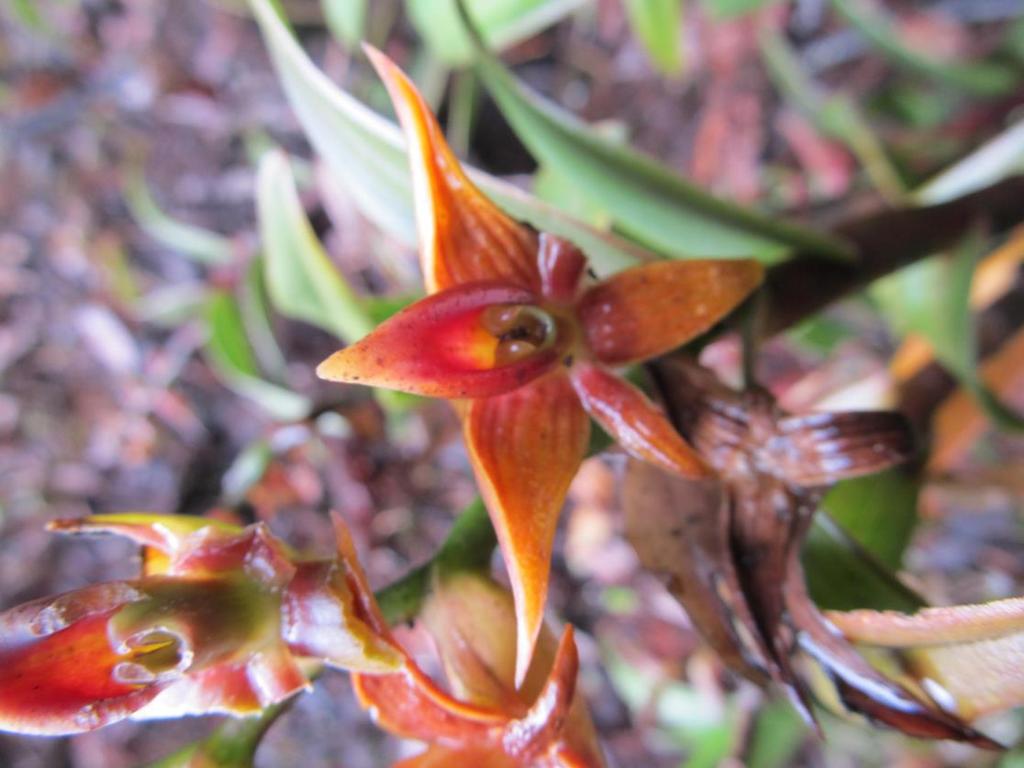 Epidendrum bangii Rolfe