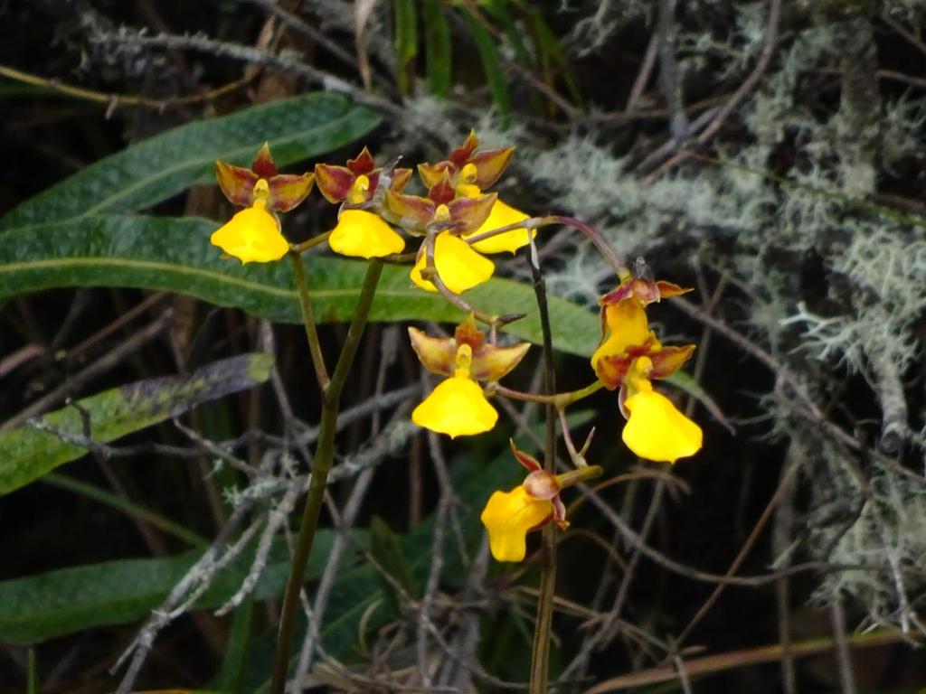 En el camino observaba el paisaje, siempre en búsqueda de orquídeas. Sin embargo el guía me aseguró que a esta altura (4000 msnm) no se encuentran orquideas.