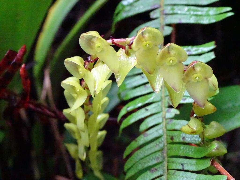 7 Orquídea Dentro de su programa de investigación, la Asociación para la Conservación de la Cuenca Amazónica implementó en el 2006 a Wayqecha, su