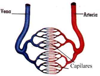Sistema circulatorio corazón Arterias Tubos que conducen Venas Los tubos por donde