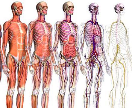 En el cuerpo humano existen 208 huesos 26 en la columna vertebral 8 en el cráneo 14 en la cara
