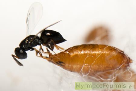 Orden: Hymenoptera Superfamilia: