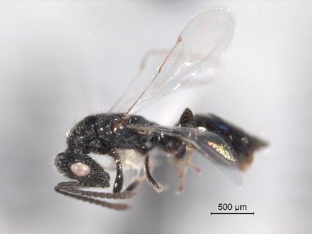 Pteromalidae Pachycrepoideus