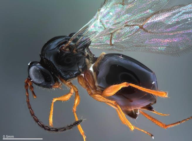 Orden: Hymenoptera Superfamilia: Cynipoidea Familia: Figitidae Ganaspis brasiliensis G. xantopoda https://www.researchgate.