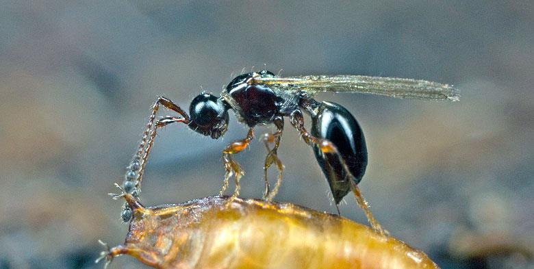 Orden: Hymenoptera Superfamilia: Proctotrupoidea Familia: Diapriidae