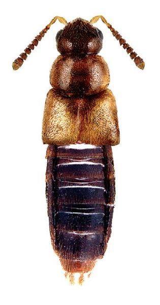 Orden: Coleoptera Superfamilia: Sthaphylinoidea
