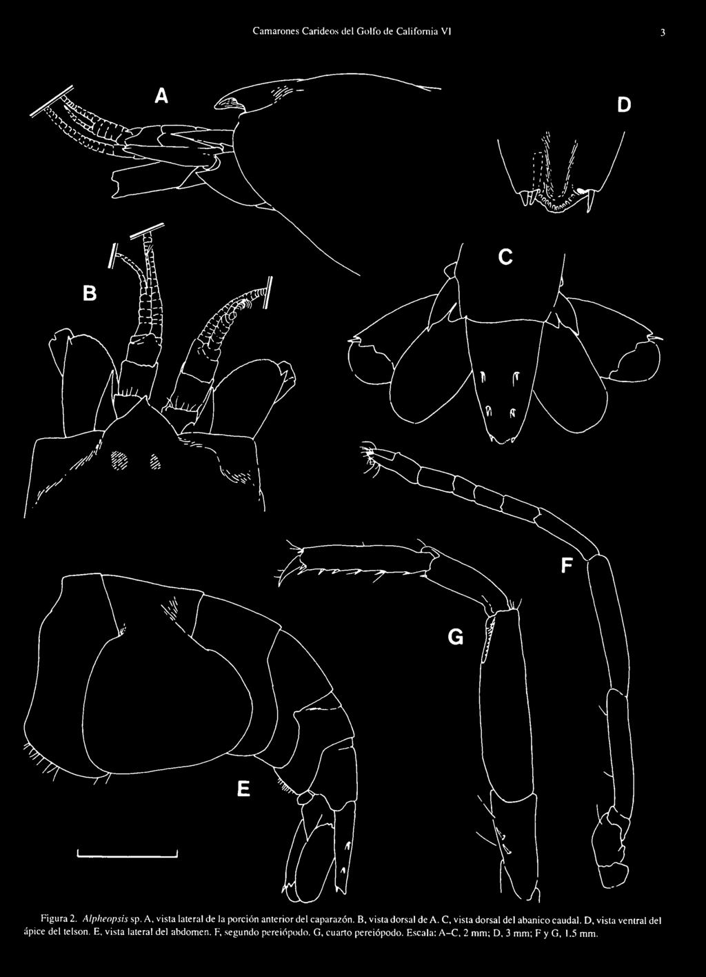 C, vista dorsal del abanico caudal. D, vista ventral del Spice del telson. E.