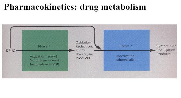 Cambios en metabolismo (hepático) inducción enzimática (citocromo P 450 ) de la biotransformación de prodrogas, de la biotransformación a metabolitos activos e inactivos flujo sanguíneo hepático