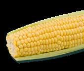 ... el maíz no contiene gluten. Es un producto rico en magnesio y vitaminas, pero además reduce el colesterol.