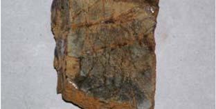 Muestra: TS-17b Zona: Manto I Textura brechada, fragmentos líticos de rocas volcánicas dentro de estos fragmentos se encuentran relictos de anfíboles (hornblenda, hb), en una matriz