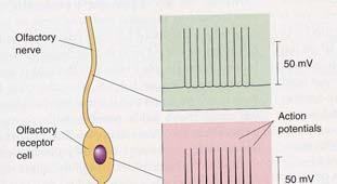 Variación de la respuesta a lo largo del cuerpo de la neurona
