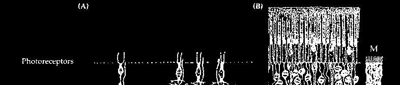 the mammalian retina drawn by Ramón y Cajal.