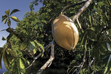 En México se han registrado principalmente cuatro especies de mangle: Rhizophora mangle, Laguncularia racemosa, Avicennia germinans, y Conocarpus erectus.