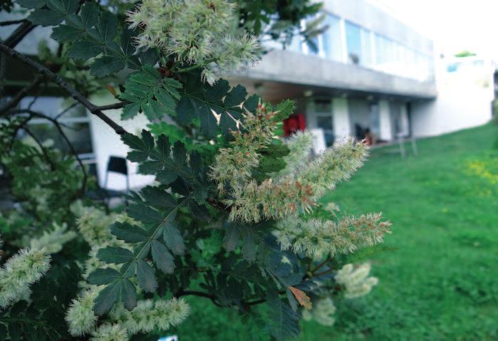 Notro o ciruelillo Embothrium coccineum Arbolito caducifolio, frecuente, perteneciente a la familia Proteaceae.
