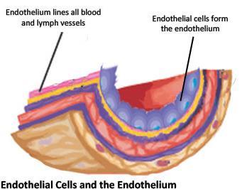 Origen embrionario Ectodermo: superficies externas