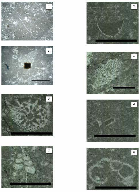 Microfacies 4 (Colomiella mexicana), Wackestone de foraminíferos feros planctónicos, nicos, calpionelidos y ostrácodos codos.
