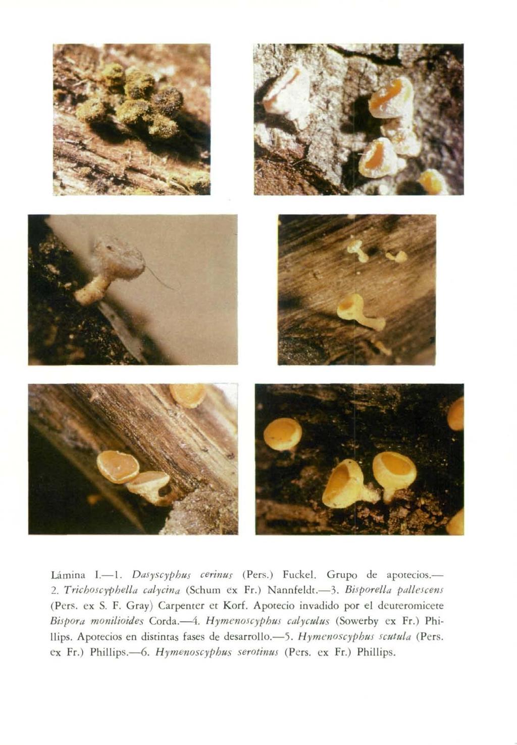 Lámina I. 1. Dasyscyphus cerinus (Pers.) Fuckel. Grupo de apotecios. 2. Trichoscyphella calycina (Schum ex Fr.) Nannfeldt. 3. Bisporella pallescens (Pers. ex S. F. Gray) Carpenter et Korf.