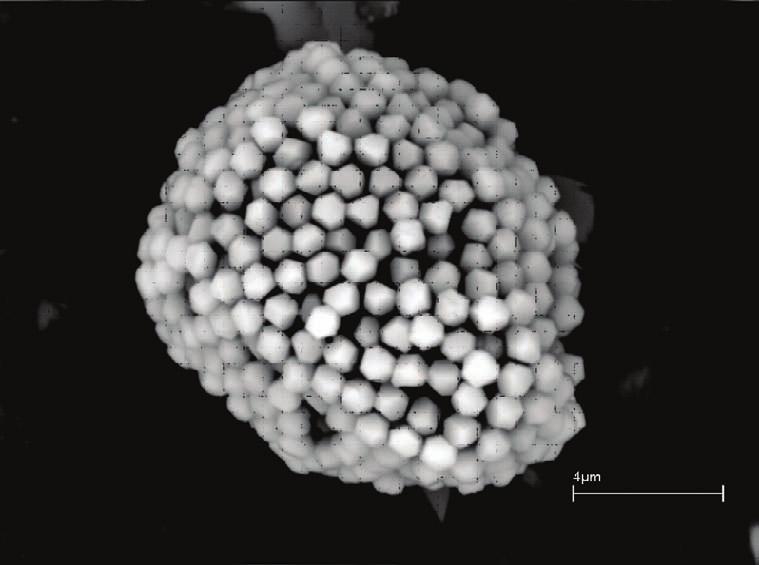5 Piritas framboidales al microscopio electrónico en suelos de Spartina