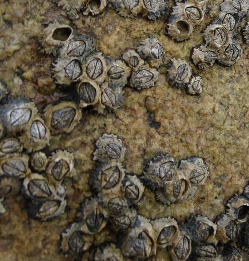 Picorocos de roca Estos organismos son crustáceos que se sujetan fuertemente a las rocas y no se mueven. Capturan el alimento que flota en el agua con apéndices modificados.