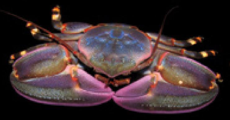Fotos BEDIM - UCN Cangrejo violáceo Llamado así por su color violeta, también es conocido como cangrejos tijeretas. Estos son crustáceos que se encuentran comúnmente bajo las piedras.