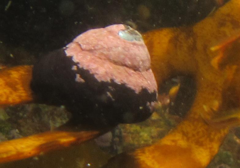 Caracol negro o tegula Este es una especie de molusco gastrópodo, que se moviliza con su pie que saca desde el interior de su concha, es de color negro y sin brillo.