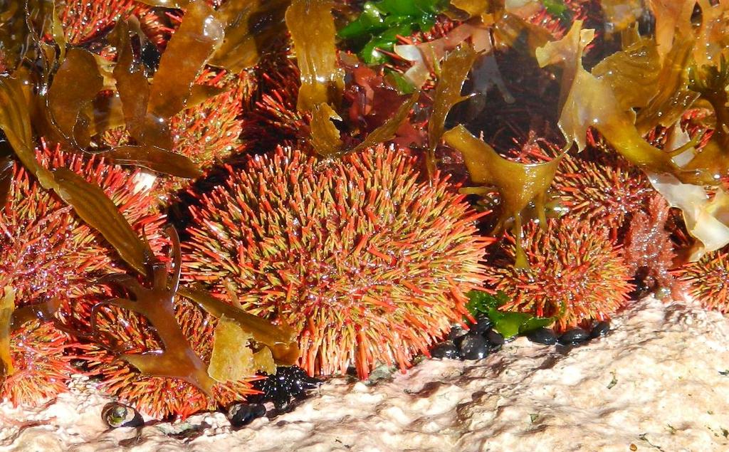 Erizo rojo Este animal es un equinodermo. Se alimenta principalmente de algas adheridas a las rocas en el fondo marino o en el intermareal bajo. Se caracteriza por ser espinudo y de color rojo.