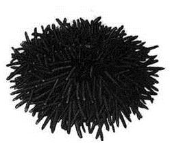 Erizo negro Este erizo es un equinodermo, vive en grupos y se concentra en pozas del intermareal,