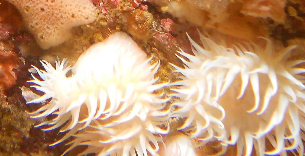Anémona blanca Este organismo es una actinia o anemona de pequeño tamaño y de color blanco o naranjo con franjas blancas. Habita el intermareal bajo adherida a piedras o en posas.