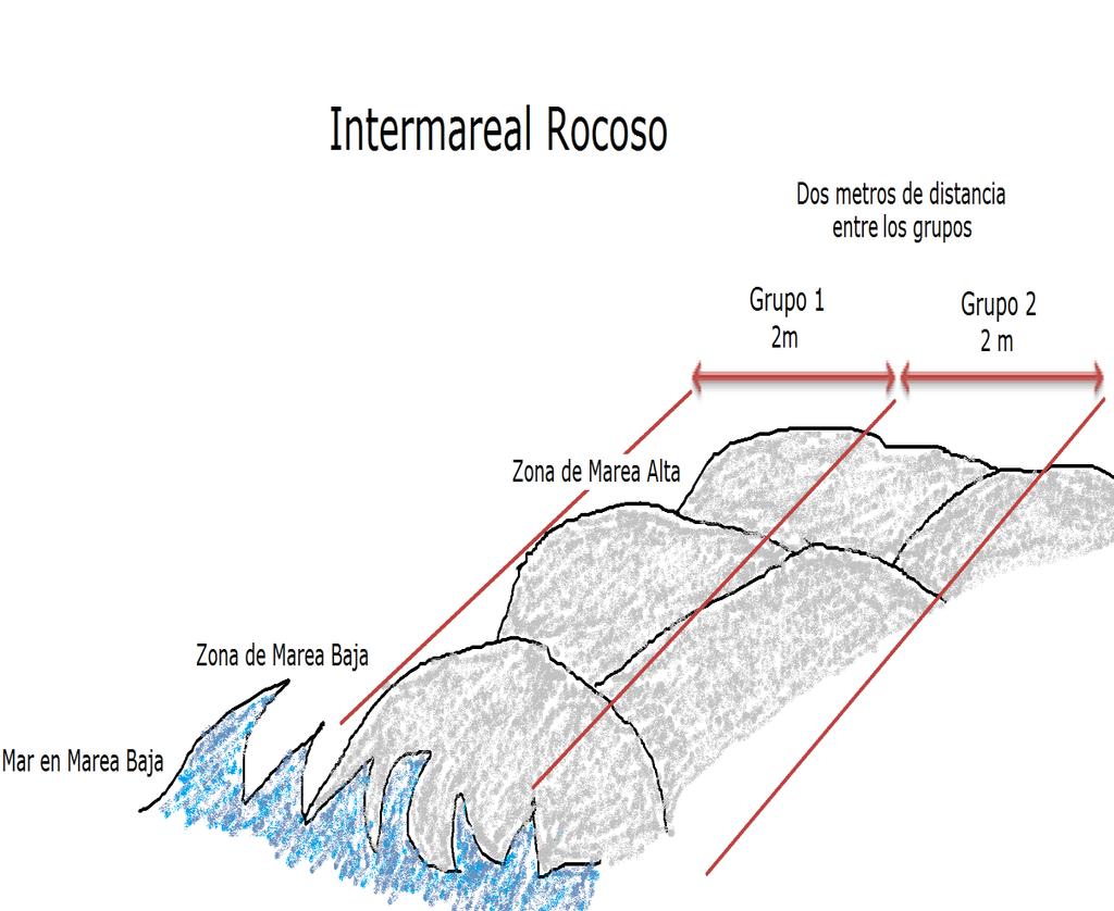 Clase preparatoria: Investigación de las adaptaciones del intermareal rocoso en la salida al aire libre Figura 1: