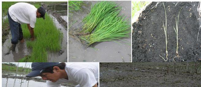 47 Transplante de Plántulas El transplante de las plántulas de arroz se efectuó a los 11 días después de la germinación en los semilleros,
