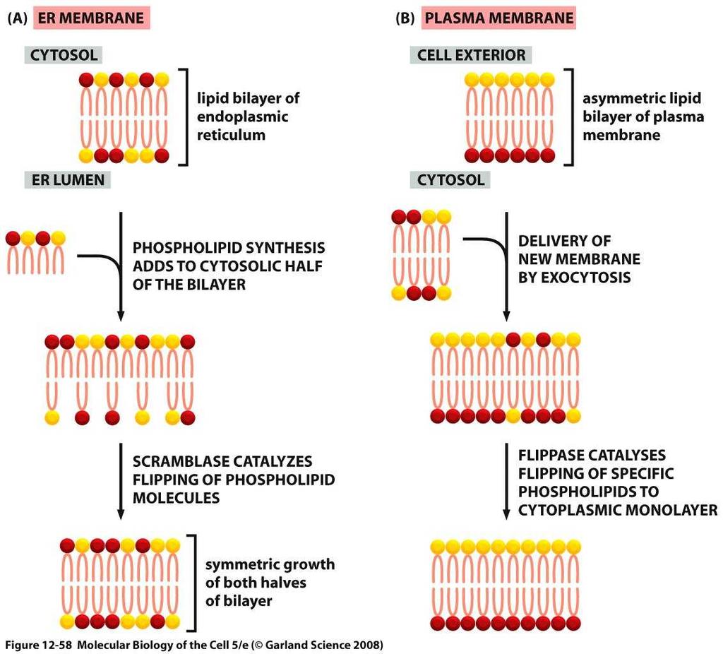 Síntesis de lípidos de membrana Enzimas en la membrana del RE con su