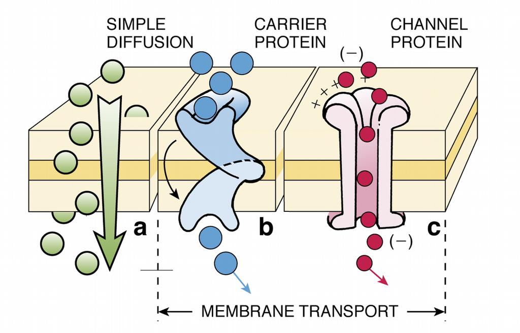 Transporte a través de las membranas Tener en cuenta: Tamaño, polaridad y carga molecular Gradiente electroquímico TIPOS: Difusión