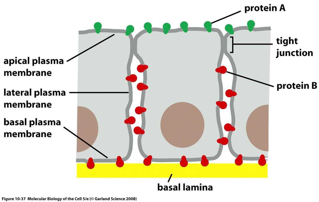 Dominios de membrana Las células pueden localizar proteínas