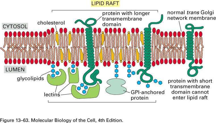 Balsas lipídicas (lipid rafts) Dominios especializados dentro de la membrana Ricos en esfingolípidos y