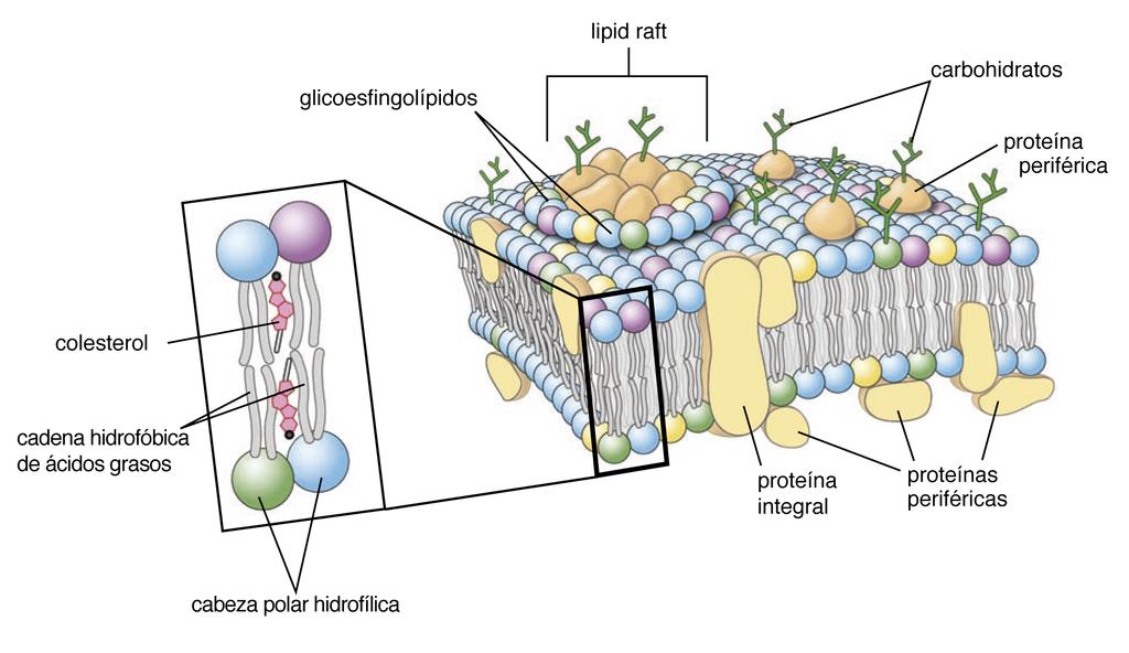 Proteínas de membrana Proporcionan características funcionales específicas Proporción