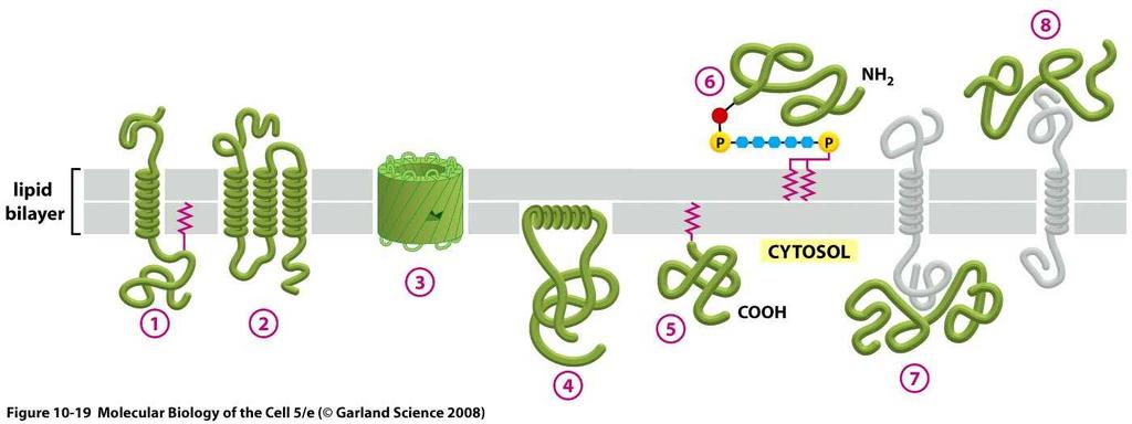 Proteínas de membrana Transmembrana o integrales Periféricas Unión covalente a cadena lipídica 1