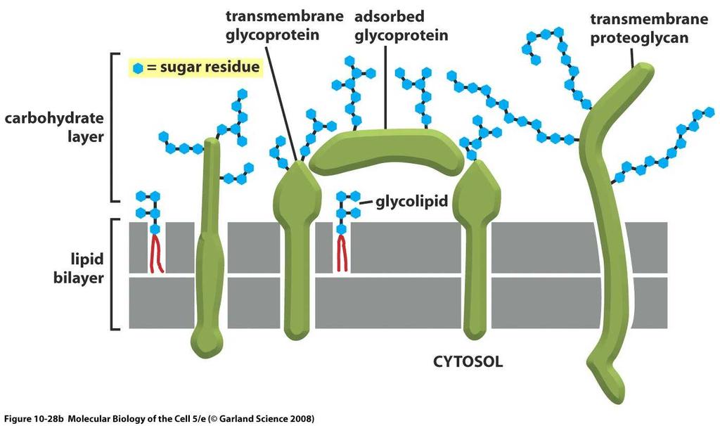 Muchas proteínas de membrana son glucosiladas Unión covalente de cadenas de oligosacáridos Se produce en la luz
