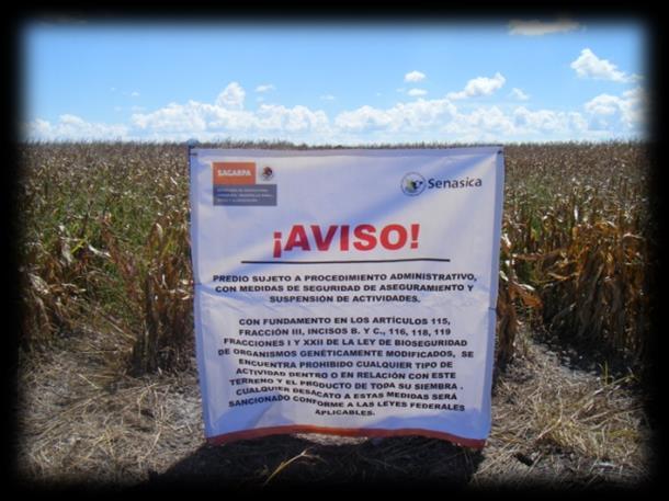DETECCIÓN DE OGM COMPETENCIA DE LA SAGARPA EN MÉXICO 2008-2009 Se crea la Dirección de Bioseguridad para OGM