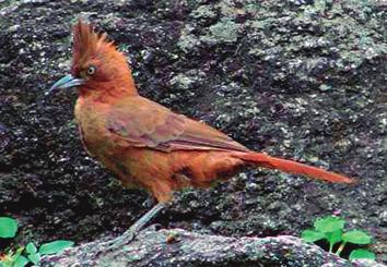 Aves Cacholote Castaño (Pseudoseisura lophotes) Passeriformes.