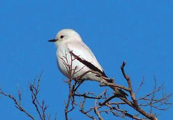 Aves Monjita blanca (Xolmis irupero) Passeriformes.
