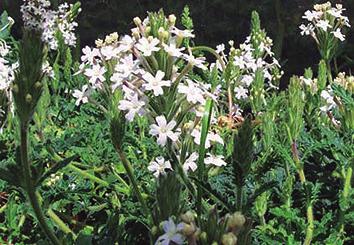 Flora Verbena blanca (Glandularia platensis) FLORA Verbenáceas. Grupo Latifoliada. Atributo Herbácea. Ciclo de vida Perenne. Follaje Perenne. Altura máxima 0,3 m. Status Nativa. Diámetro máximo 0,3 m.
