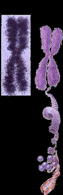 Organización del ADN Cromátida Cromosoma duplicado con máximo grado de condensación En el proceso de