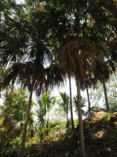 Descripción de la especie La palma amarga, chingalé, chinga, palma redonda o palmito (Sabal mauritiiformis) es una palma de un solo tallo, que puede alcanzar hasta 25 m de alto y 20 a 40 cm de