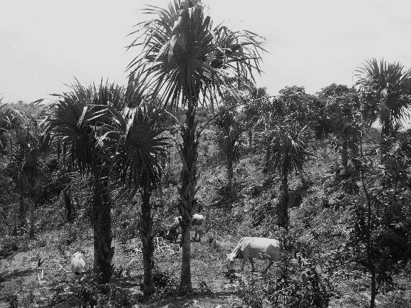 Los sistemas que presentaron cultivos de subsistencia en interacción con palma amarga y árboles correspondieron a sistemas
